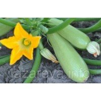 Насіння кабачка Ленуца F1 7 шт