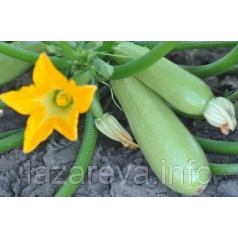 Насіння кабачка Ленуца F1 7 шт