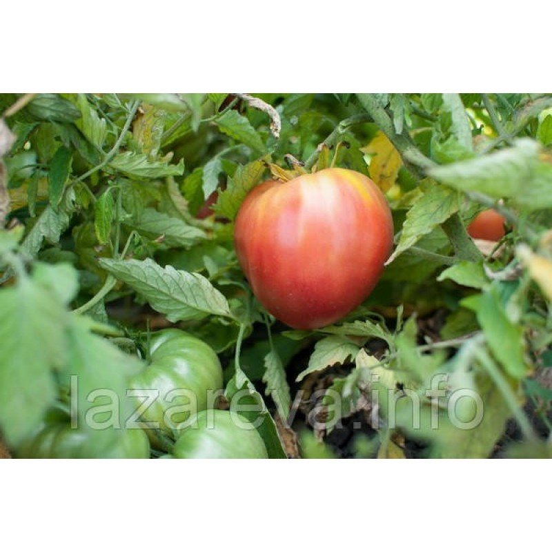 Насіння томату Гіганта Зента Семі 15 насінин Насіння томату Гіганта Зента Семі 15 насінин
