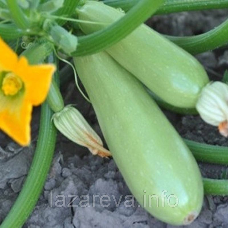 Насіння кабачка Міледі F1 7 нас