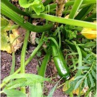 Семена кабачка Самсон F1 7 семян Семена кабачка Самсон F1 7 семян