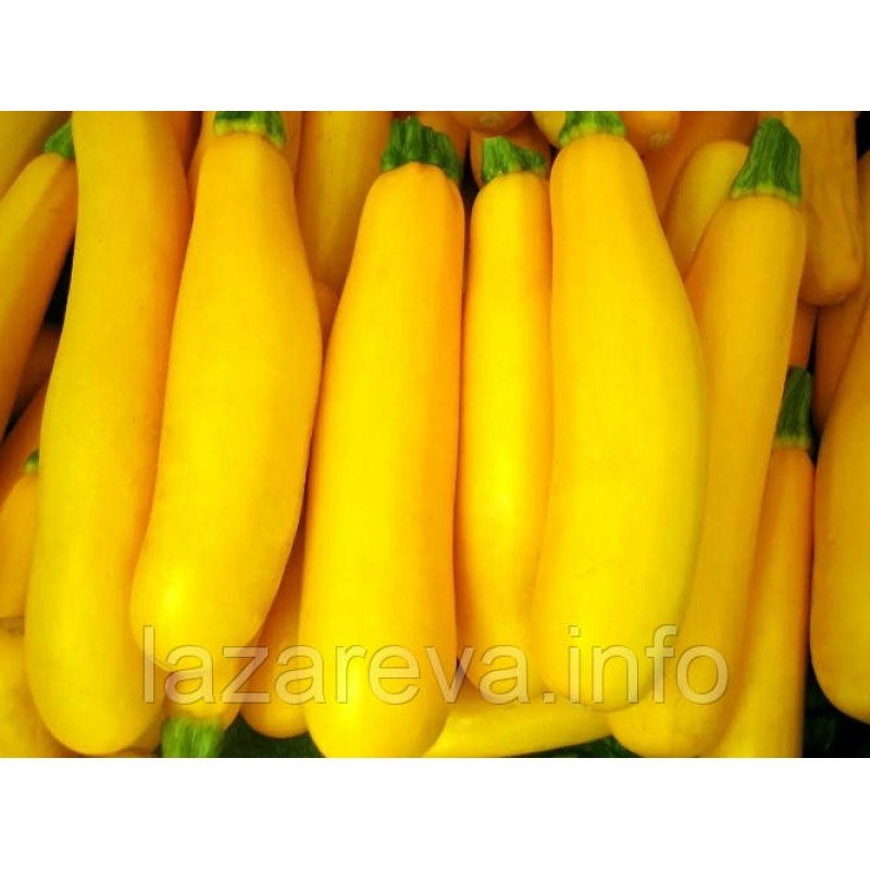 Насіння кабачків Світозар 10 нас