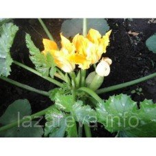 Насіння кабачків Барон F1 50 насінин