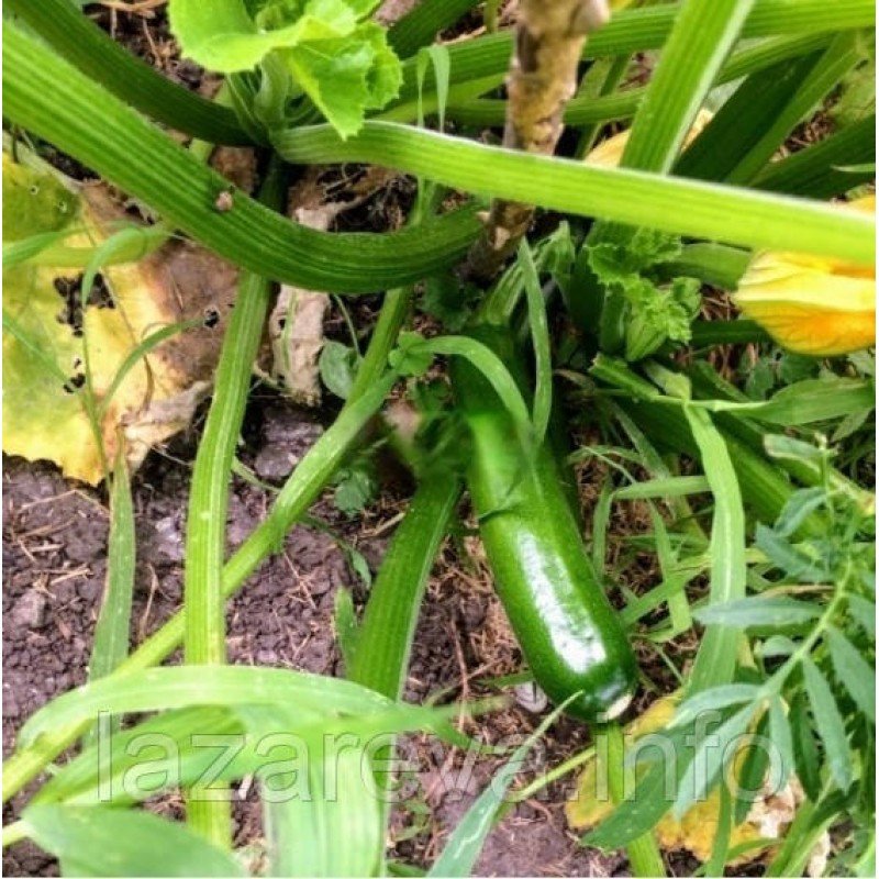 Насіння кабачка Самсон F1 50 нас