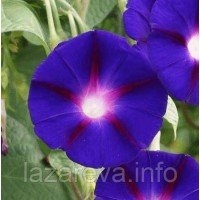 Іпомея Спалах блискавки 0,2 гр Іпомея Спалах блискавки 0,2 гр