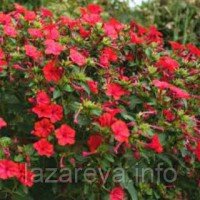 Насіння квітів Мірабіліс червоний 0,2 гр