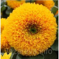 Насіння квітів Соняшник декоративний Золоте сонце 0,2 гр Насіння квітів Соняшник декоративний Золоте сонце 0,2 гр