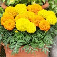 Насіння квітів Чорнобривці високорослі 0,2  гр