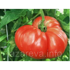 Насіння томату Аміш 15 нас