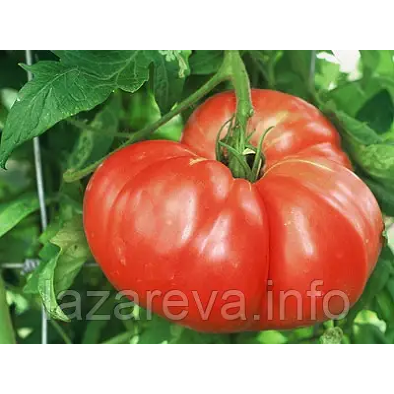 Насіння томату Аміш 15 нас Насіння томату Аміш 15 нас
