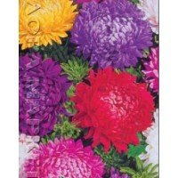Насіння квітів Астра Супер Суміш піоновидна 1 гр