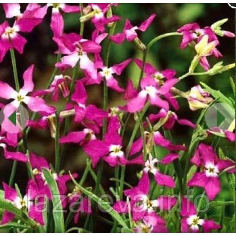 Насіння квітів Матіола (нічна фіалка) 0,2 гр Насіння квітів Матіола (нічна фіалка) 0,2 гр