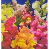 Семена цветов Ротики Магический ковер 0,2 гр