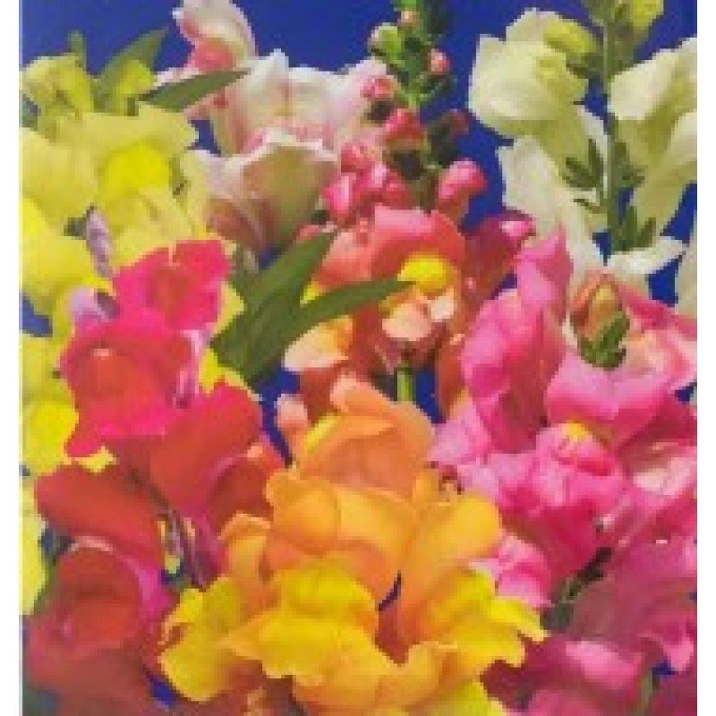 Насіння квітів Ротики Магічний килим 0,2 гр