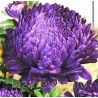 Насіння квітів Астра синя Блауер Турм 1 гр Насіння квітів Астра синя Блауер Турм 1 гр