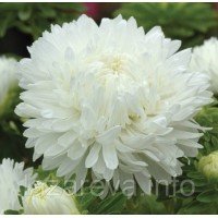 Астра Біла хмарка 1 гр