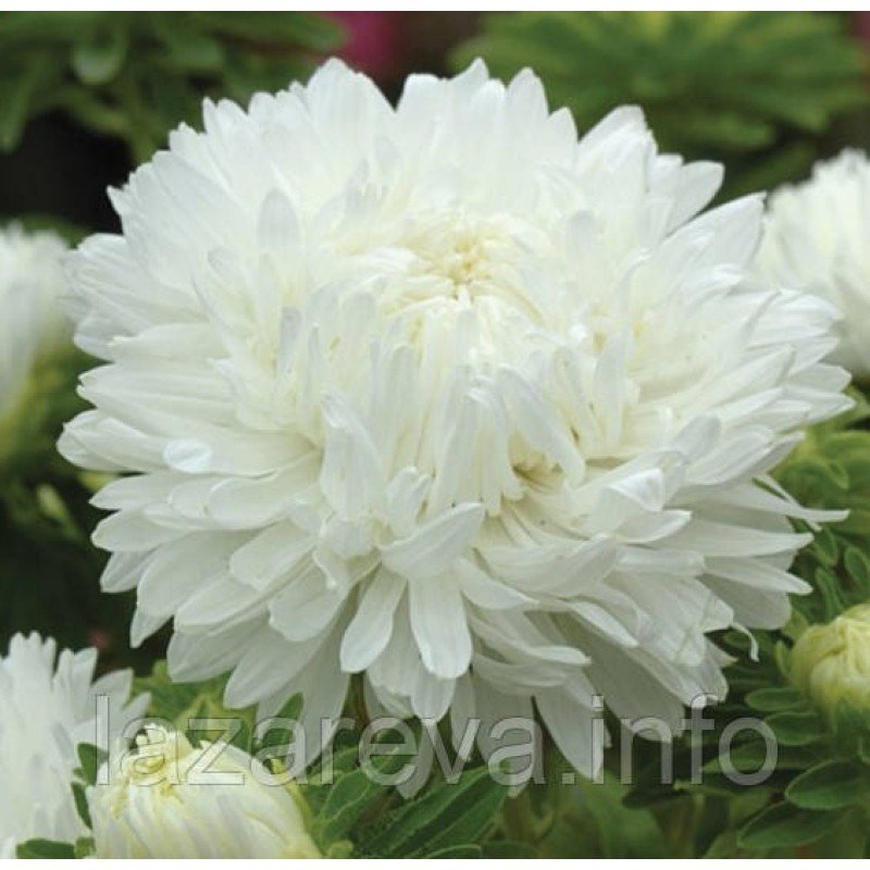 Астра Біла хмарка 1 гр