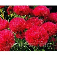 Насіння квітів Астра Рубінові зорі 1 гр