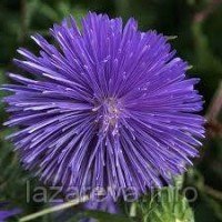 Насіння Айстри Фіолетові промені 1 гр Насіння Айстри Фіолетові промені 1 гр