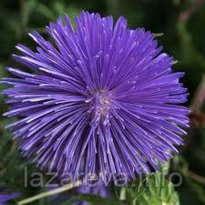 Насіння Айстри Фіолетові промені 1 гр Насіння Айстри Фіолетові промені 1 гр