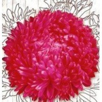 Семена Астры красной Ротер Турм 1 гр Семена Астры красной Ротер Турм 1 гр