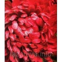 Астра Оксана  70 насінин Астра Оксана  70 насінин