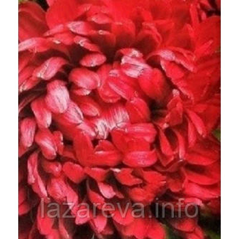 Астра Оксана  70 насінин