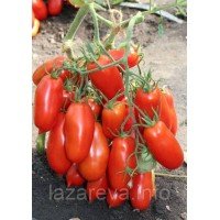Семена томата Патруль F1 10 шт Семена томата Патруль F1 10 шт