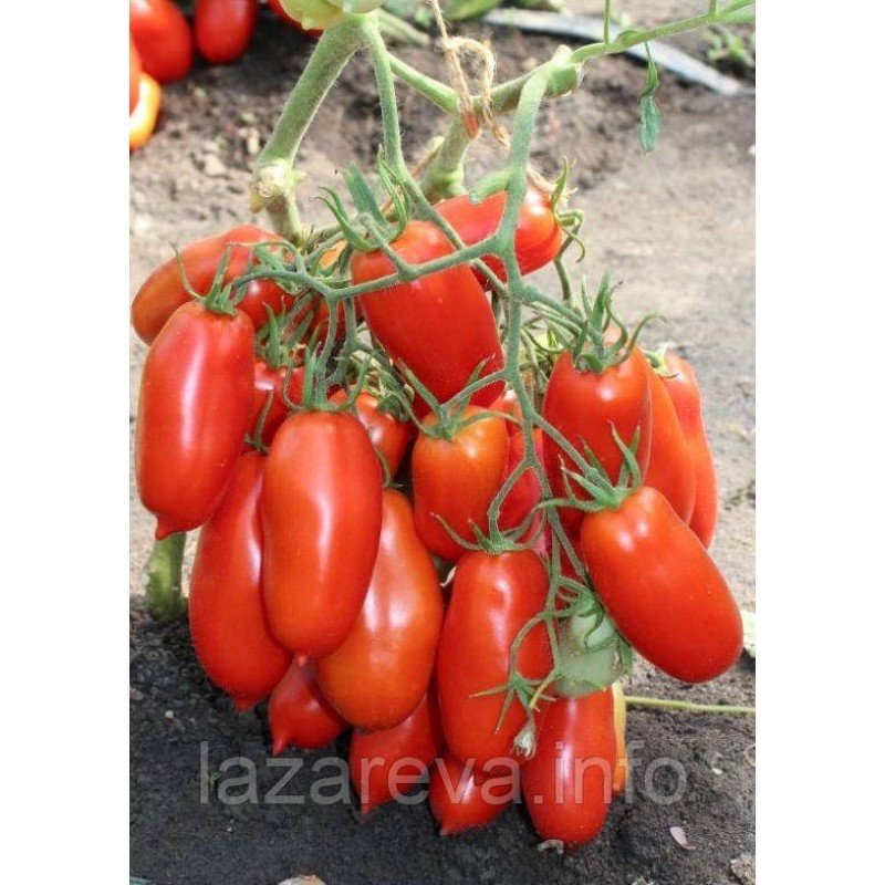 Насіння томату Патруль F1 10 шт Насіння томату Патруль F1 10 шт