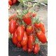 Насіння томату Патруль F1 10 шт Насіння томату Патруль F1 10 шт