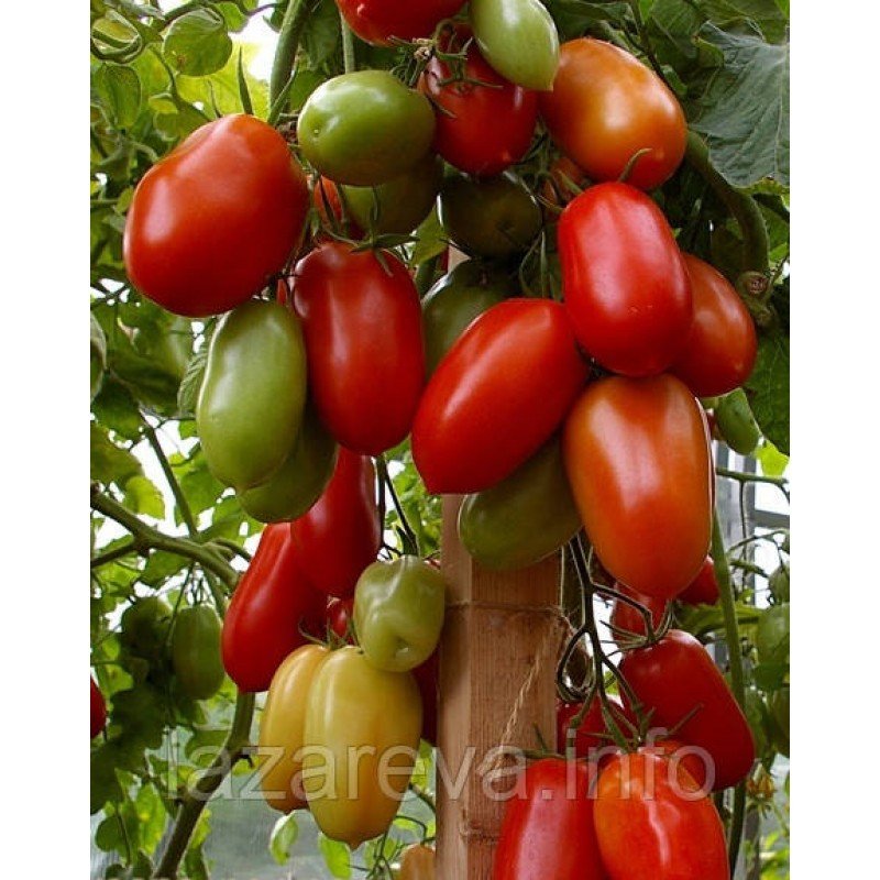 Насіння томату Патруль F1 10 шт Насіння томату Патруль F1 10 шт