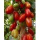Насіння томату Патруль F1 10 шт Насіння томату Патруль F1 10 шт