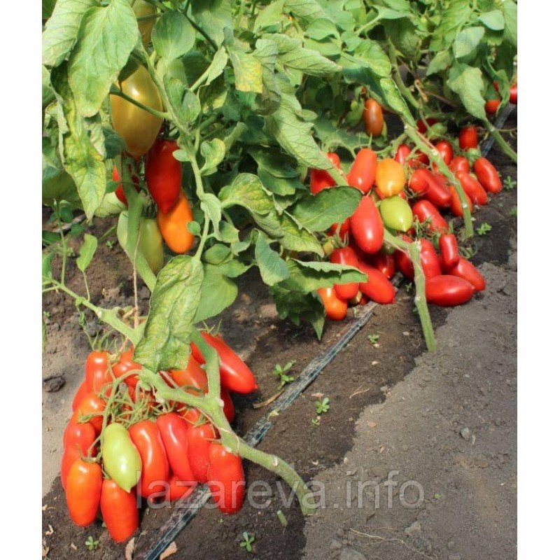 Насіння томату Патруль F1 10 шт Насіння томату Патруль F1 10 шт