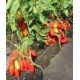 Насіння томату Патруль F1 10 шт Насіння томату Патруль F1 10 шт
