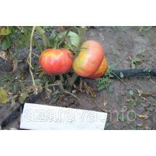 Насіння томату Арканзас 15 нас