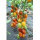 Насіння томату Зевс F1 10 шт Насіння томату Зевс F1 10 шт