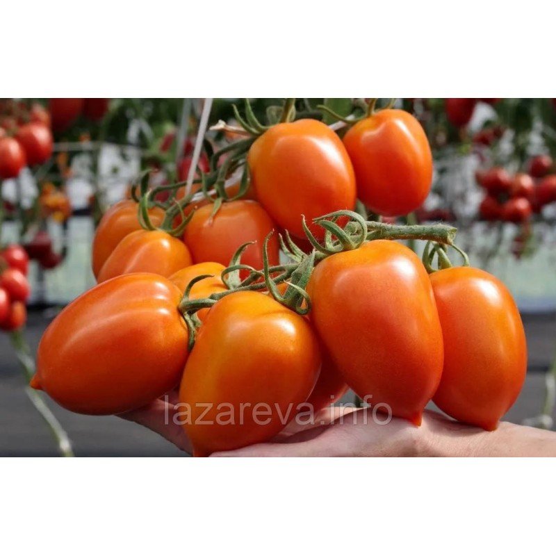 Насіння томату Зевс F1 10 шт Насіння томату Зевс F1 10 шт