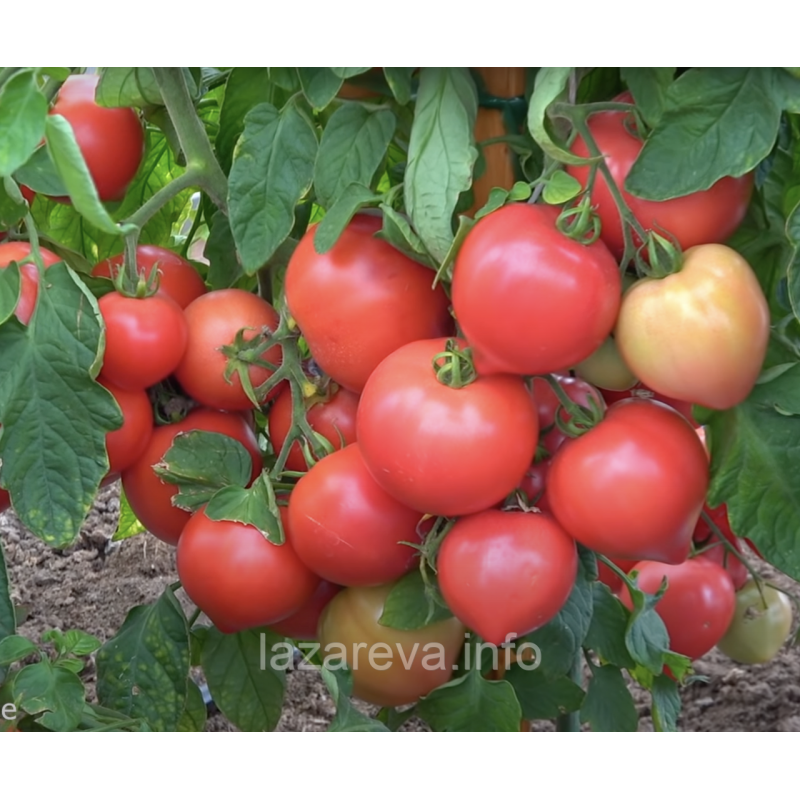 Насіння томату Любомир F1 10 шт Насіння томату Любомир F1 10 шт