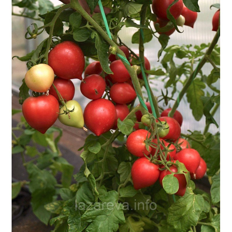 Насіння томату Любомир F1 10 шт Насіння томату Любомир F1 10 шт