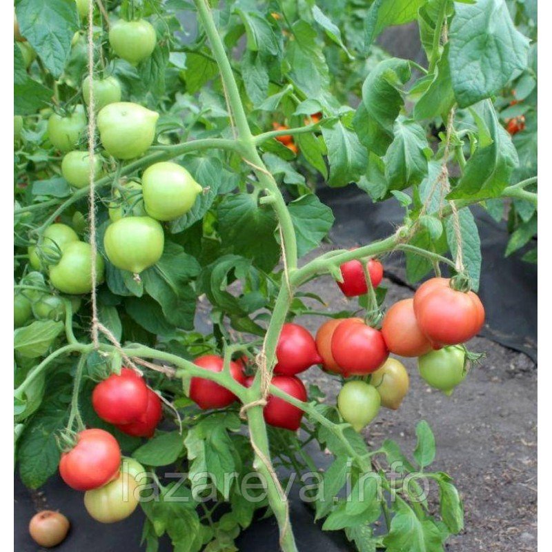 Насіння томату Любомир F1 10 шт Насіння томату Любомир F1 10 шт