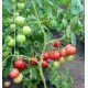 Насіння томату Любомир F1 10 шт Насіння томату Любомир F1 10 шт