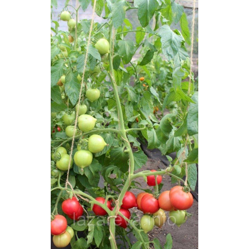 Насіння томату Любомир F1 10 шт Насіння томату Любомир F1 10 шт