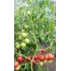 Насіння томату Любомир F1 10 шт Насіння томату Любомир F1 10 шт