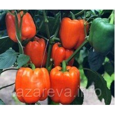 Насіння перцю Афродіта 20 шт