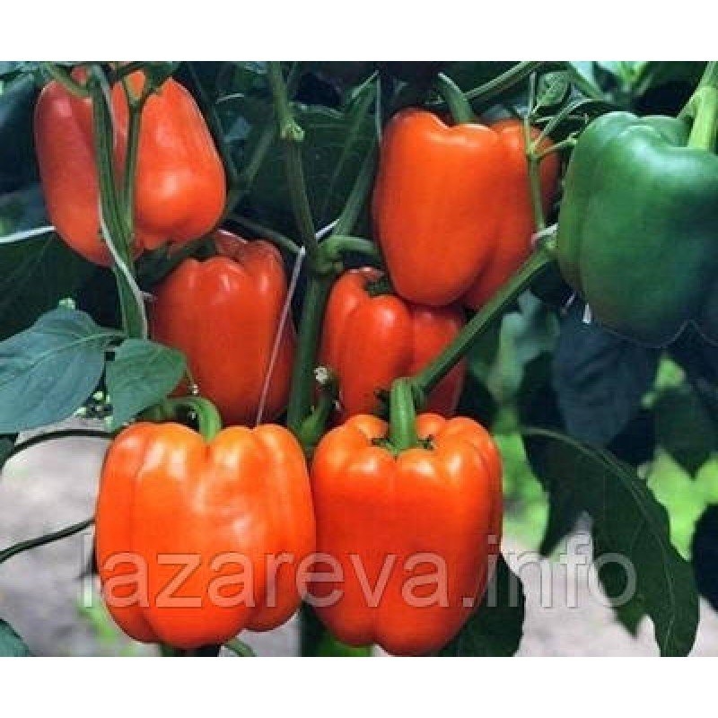 Насіння перцю Афродіта 20 шт