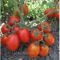 Насіння гібриду томата Уран F1 10 насінин Насіння гібриду томата Уран F1 10 насінин