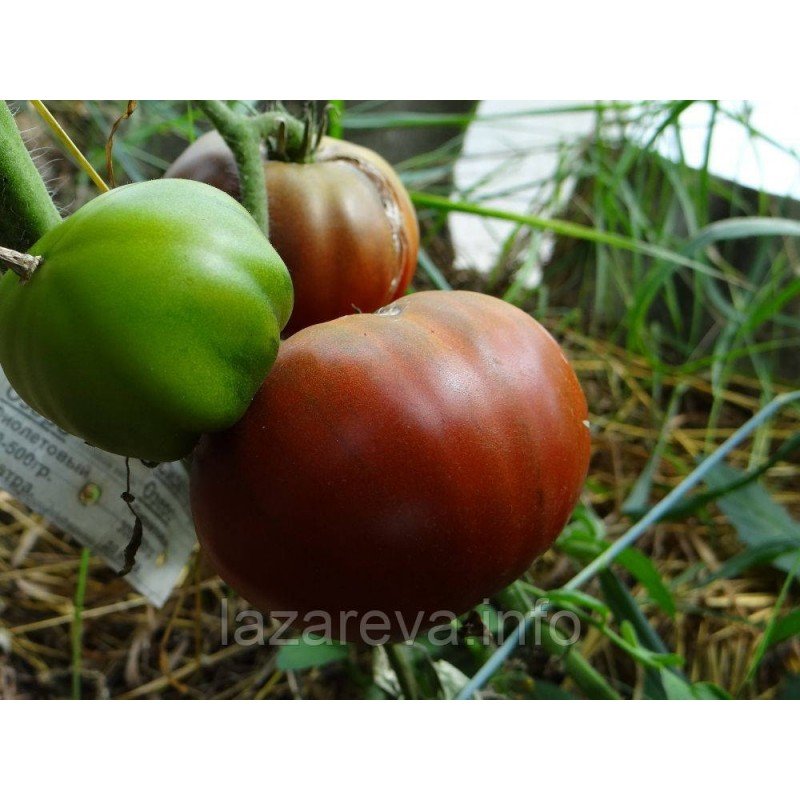 Насіння томату Бузкове озеро 15 насінин Насіння томату Бузкове озеро 15 насінин