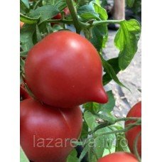 Насіння томату Фіфті F1 10 шт