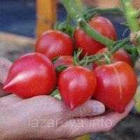 Семена томата Папина дочка F1 10 шт