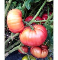 Семена томата Гном Укус Змеи (Dwarf Snakebite) 10 шт Семена томата Гном Укус Змеи (Dwarf Snakebite) 10 шт